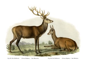 Hert, 1860