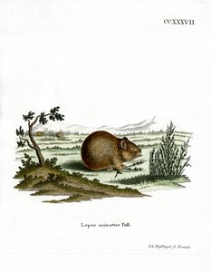 Steppe pika door German School