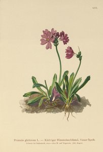 Kleverige Sleutelbloem (Primula glutinosa)