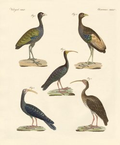 Vreemde Braziliaanse vogels door German School