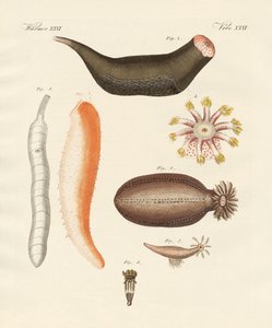 Vreemde holothuriën