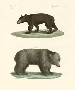 Vreemde beren