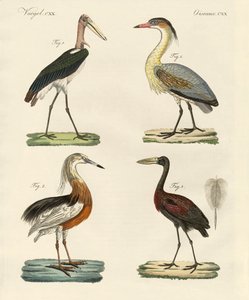 Vreemde vogels