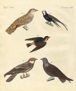 Vreemde vogels