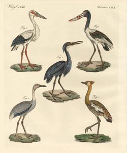 Vreemde vogels