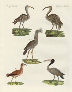 Vreemde vogels