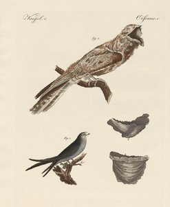 Vreemde vogels door German School
