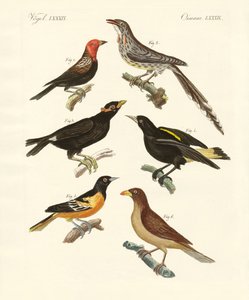 Vreemde vogels