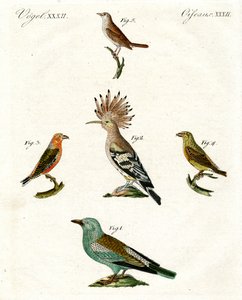 Vreemde huisvogels door German School