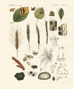 Vreemde stoffige en draadschimmels