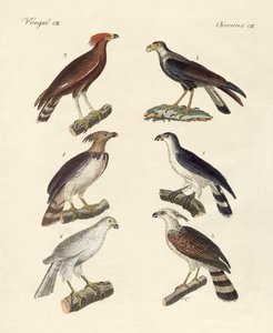 Vreemde adelaars