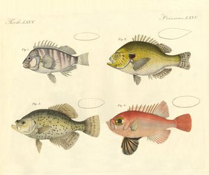 Vreemde vissen uit de familie van de zeebaars