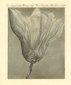 Vreemde fossilisaties