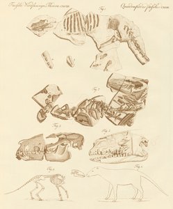 Vreemde fossielen van viervoetige dieren