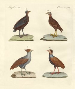 Vreemde hoenderachtige vogels