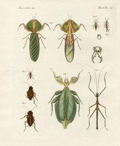 Vreemde insecten door German School