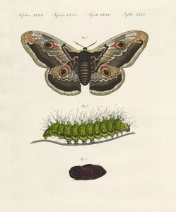 Vreemde insecten