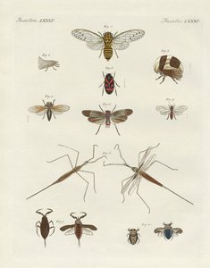 Vreemde insecten