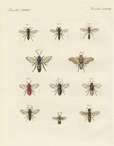 Vreemde insecten