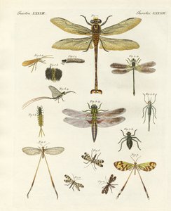 Vreemde insecten door German School