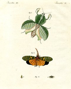 Vreemde insecten