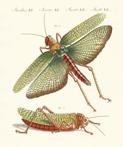 Vreemde insecten