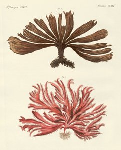 Vreemde soorten zeewier