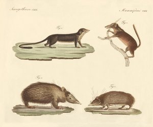 Vreemde zoogdieren door German School