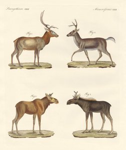 Vreemde zoogdieren