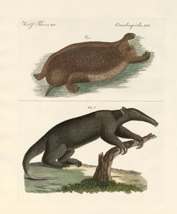 Vreemde zoogdieren