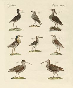 Vreemde moerasvogels door German School