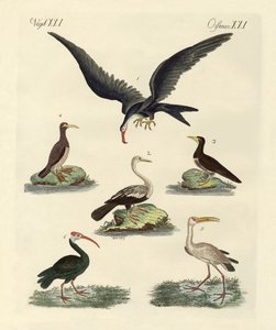 Vreemde moeras- en watervogels door German School