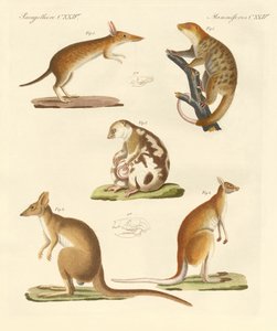 Vreemde buideldieren