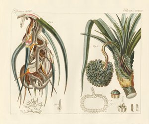 Vreemde planten