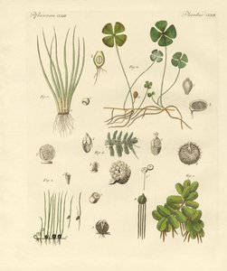 Vreemde planten door German School