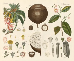Vreemde planten door German School