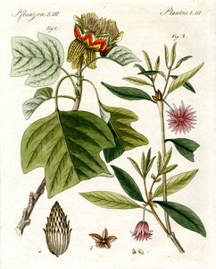Vreemde planten