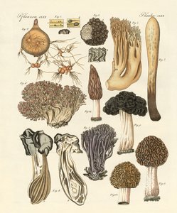 Vreemde planten