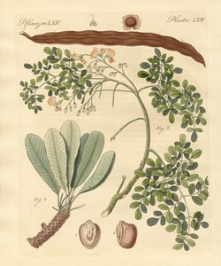 Vreemde planten