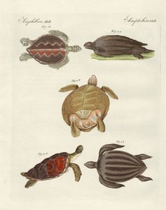 Vreemde zeeschildpadden door German School