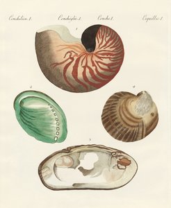 Vreemde slakken en schelpen