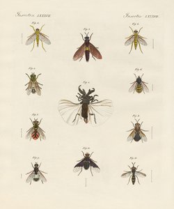 Vreemde tweevleugelige insecten