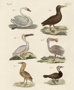 Vreemde watervogels door German School