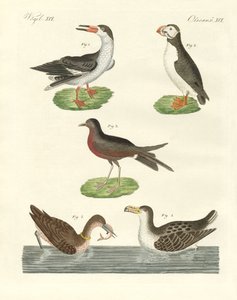 Vreemde watervogels door German School