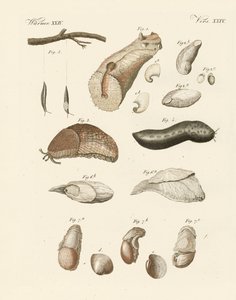 Vreemde wormen