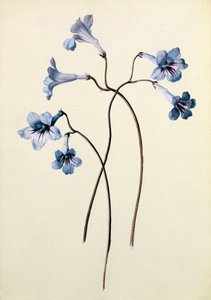 Streptocarpus, c.1790 door German School