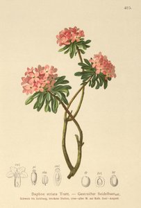 Gestreepte Daphne (Daphne striata)