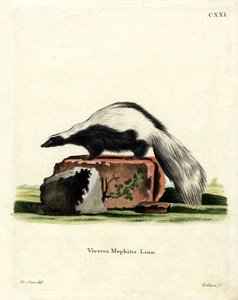 Gestreepte Skunk door German School