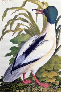 Studie van een wilde eend, c.1790
