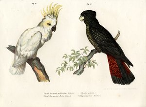 Geelkuifkaketoe, 1864